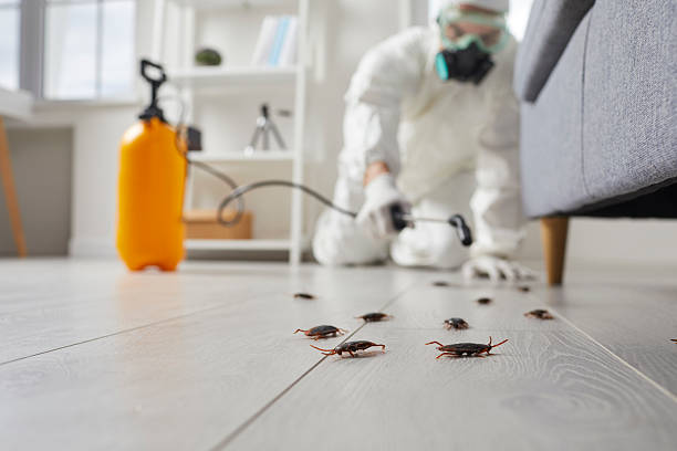 Post-Treatment Bed Bug Interceptor Monitoring in Freeman